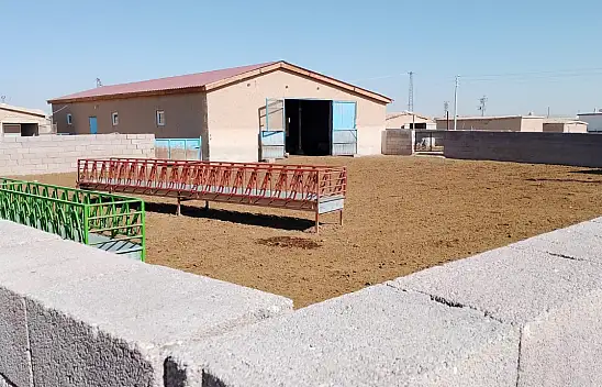 Konya'da kurtlar sofrası kuruldu: Çiftçi yine perişan!