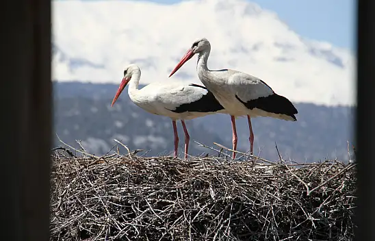 Konya'da Leylekler Vadisi yuvaları dolmaya başladı