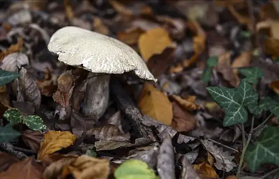 Konya'da mantar toplamaya çıkan vatandaş kayboldu
