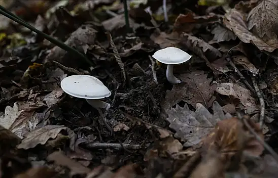 Konya'da mantar zehirlenmesi