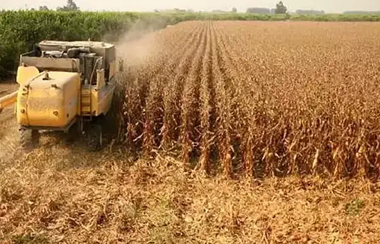 Konya'da mısırda sıcaklığa bağlı verim kaybı bekleniyor!