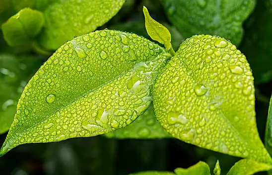 Konya'da o okulda bitki yaprakları çeşitleri sergisi açılacak