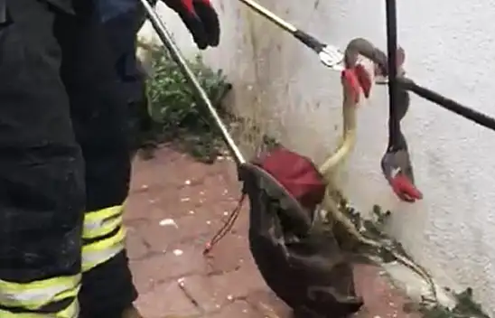 Konya'da otomobilden çıkan korkuttu