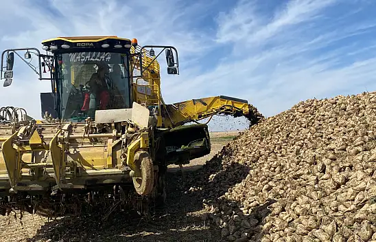 Konya'da pancar hasadı başladı: Bereketli görünüyor!