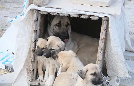 Konya'da gençlerden örnek davranış! Sokak köpeği ve 8 yavrusuna sahip çıktılar!