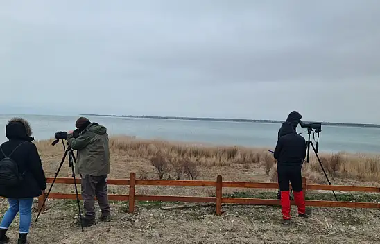 Konya'da su kuşu sayımı gerçekleşti!