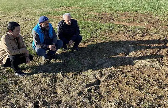 Konya'da tarımsal alanlarda artan fareler çiftçileri tedirgin ediyor!