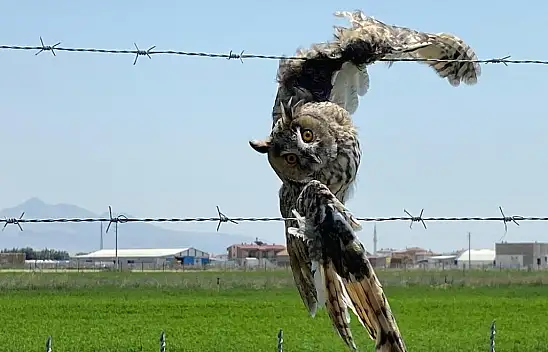 Konya'da tellere takılan orman baykuşu işte böyle kurtarıldı