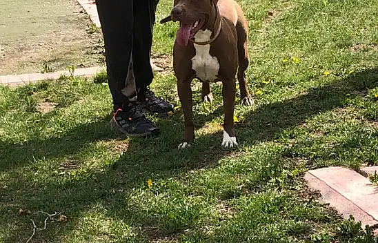 Konya'da yasaklı ırk köpeğini ağızlıksız gezdiren kişiye binlerce lira ceza kesildi