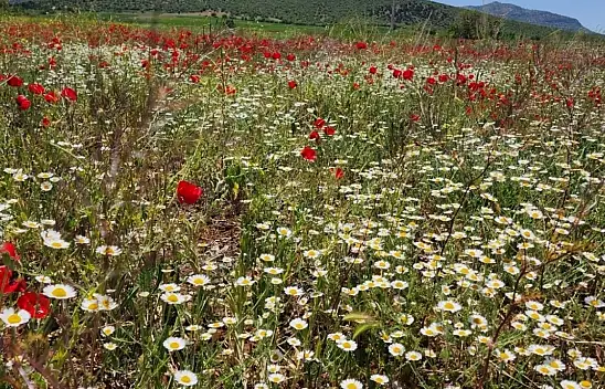 Konya'daki bu ilçe gelincik tarlaları ve kır çiçekleri ile görenleri mest ediyor