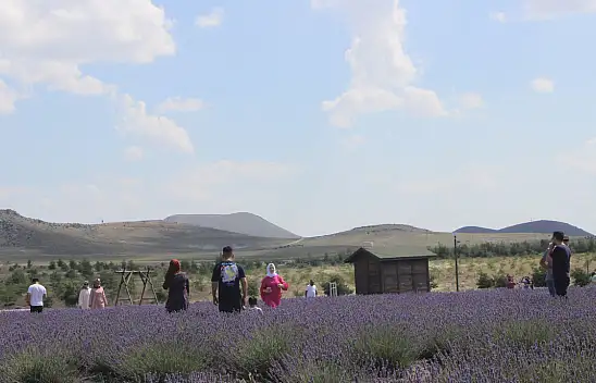 Konya'daki lavanta bahçesi turistlerin uğrak noktası oldu