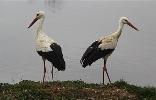 Konya'daki yağan yağmurlarla Leyleklerin besin oranı yükseldi