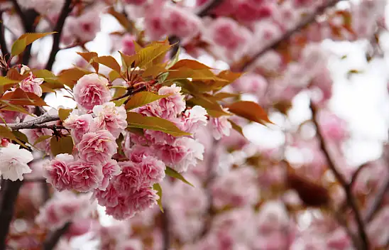 Konya Japon Parkı'nda ağaçlar çiçek açtı