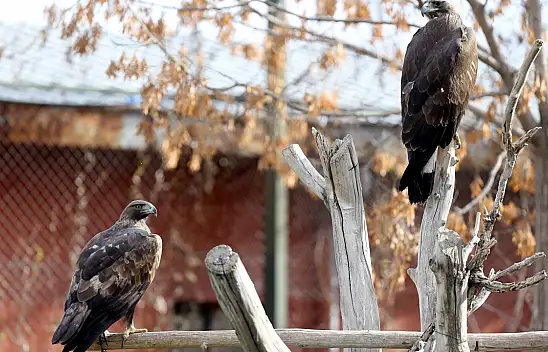 Konya merkez doğaya salınamayan yırtıcı kuşların yuvası oldu