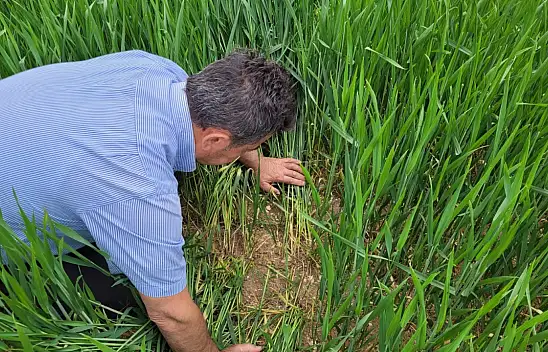 Konya'nın bazı alanlarında sürveyi çalışmaları başladı