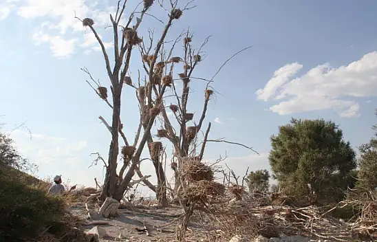 Konya'nın korkulu rüyası: Karabataklar