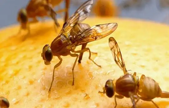 Konya'nın o ilçesinde Akdeniz meyve sineği zararlısı ile ilgili çalışma başlatıldı