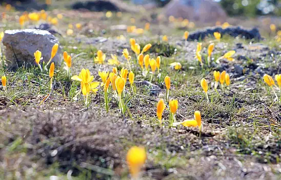Konya'nın o ilçesinde çiğdemler çiçek açmaya başladı