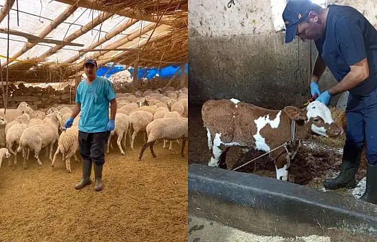 Konya'nın o ilçesinde şap karantinası sona erdi