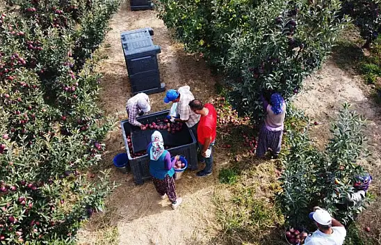 Konya'nın önemli elma üretim merkezinde hasat devam ediyor!