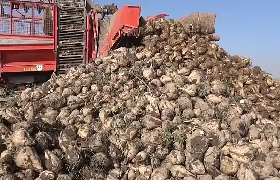 Konya'nın şekeri şifa  oluyor! İşte detaylar...