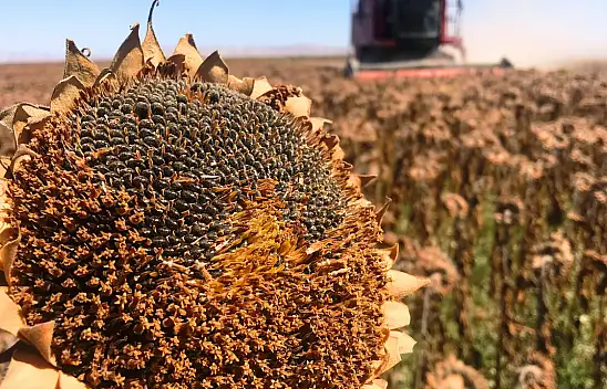 Konya Ovası'nda 640 bin dekarlık alanda ayçiçeği hasadı başladı