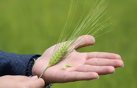 Konya Ovası'nda rekolte beklentisi arttı