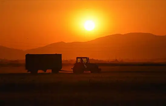 Konya Ovası'nda sarı pas hastalığı görüldü