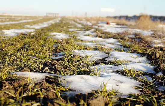Konya Ovası rekolteyi yakalamak için kar yağışını bekliyor