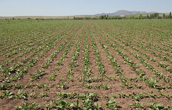 Konya Şeker'den üreticiye 165 milyon liralık avans ödemesi