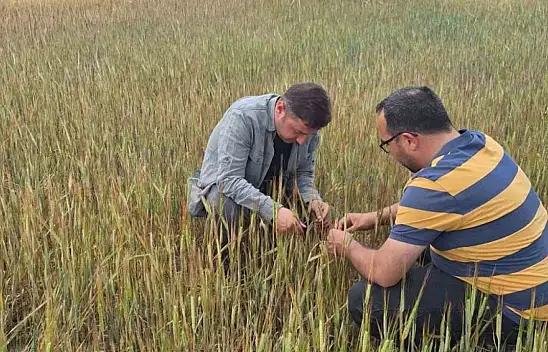 Konya tarımında hasar çalışmalarına hız kesmeden devam ediliyor