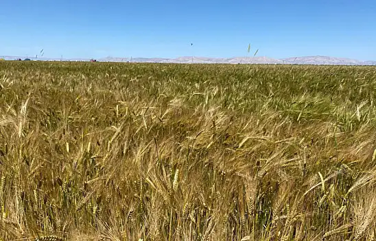 Konya tarımını vuran tehlike! Hastalık alarmı...