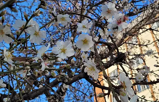 Konya'ya baharın müjdesi geldi: Ağaçlar yeşillendi, şehir renklendi