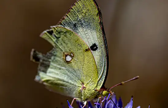 Konya yaylaları renkli kanatları ağırlıyor