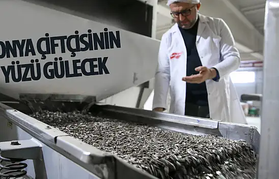 Konyalı çiftçilerin yüzü çerezlik ayçiçeği üretimi ile gülecek!