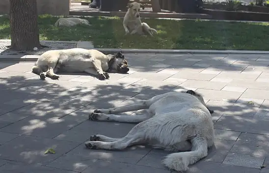 Konyalı vatandaşlar çözüm bekliyor!