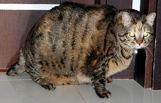 Konyalı veteriner 16 kilogram olan kediye diyet programı uyguluyor