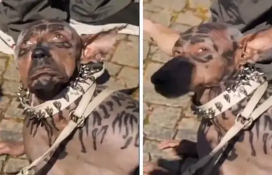 Köpek olan adam gerçek mi? Köpek olan adam gerçek hali nasıl? Köpek olan adam Japonya'da mı?