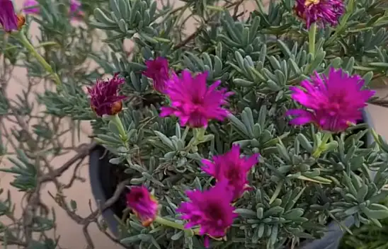 Kötü enerjiyi uzaklaştıran 3 bitki. Zinde kalmanızı sağlıyor ve dinç tutuyor…