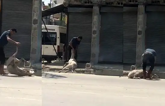 Koyuna işkence yapan şahıstan akıl almaz savunma... Yormak için yaptım