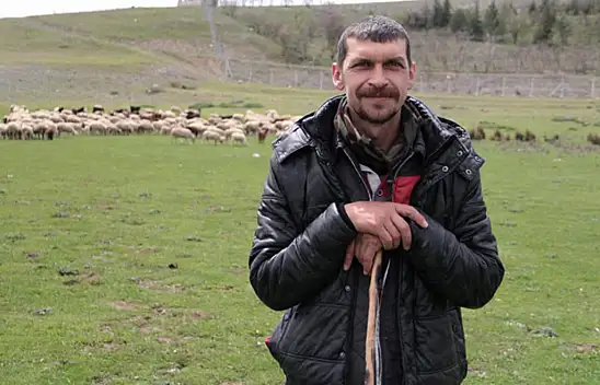 Koyunlarla birlikte günde 20 kilometre dolaşıyor