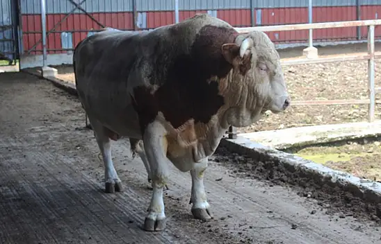 'Kral' alıcısını bekliyor