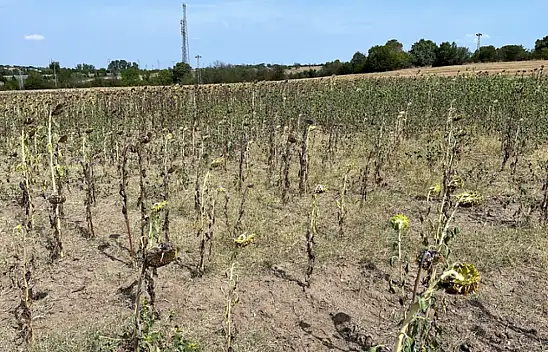 Kuraklık ve sıcaklar ayçiçeğinde verim ve yağda kayıplara neden oldu!