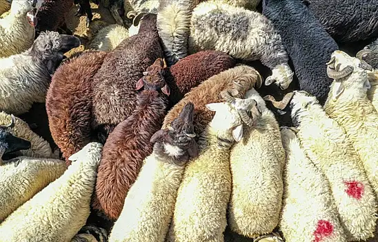 Kurban Bayramı'nda bunu sakın yapmayın. Yoksa ceza yersiniz...