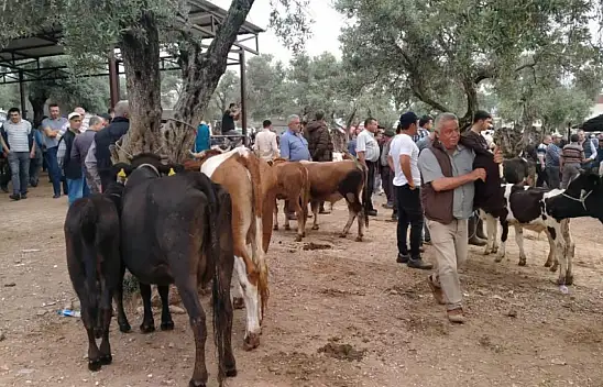 Kurban Bayramı öncesi hayvan pazarlarında hareketlilik başladı