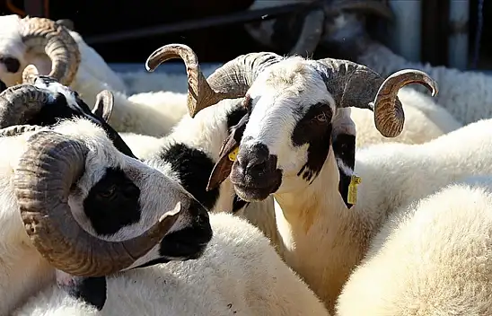 Kurban Bayramı yaklaşıyor. Yetiştiriciler vatandaşları uyarıyor. Aman dikkat!