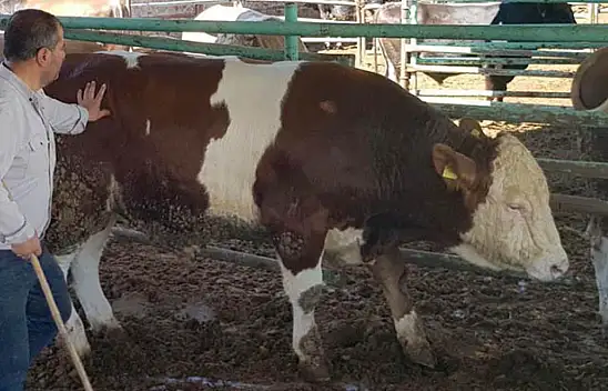 Kurbanlık 'Duman' fiyatıyla cep yakıyor. Alıcısını bekliyor