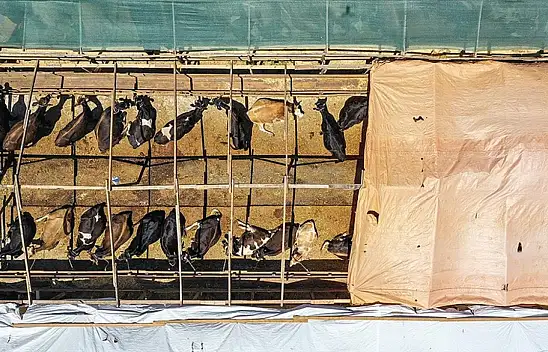 Kurbanlık hayvan arzında sıkıntı yaşanmayacak