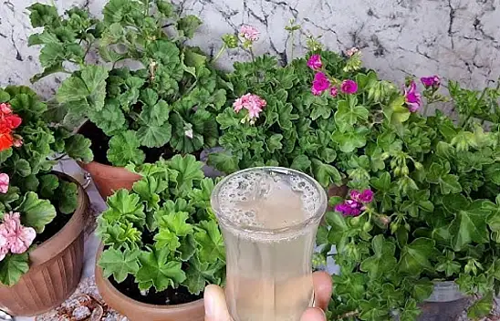 Küsen çiçeği bile canlandırıyor. Köküne 1 bardak dökün ve 7 gün bekleyin