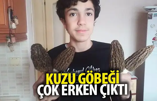 Kuzugöbeğinde sezon erken başladı